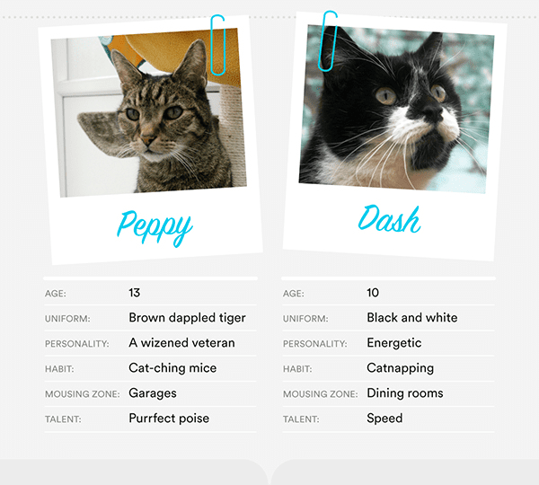 Handy app 上每會簡介每隻有捕鼠潛力的貓咪