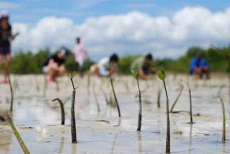願景青年在菲律賓進行的「紅樹林復育計畫」／圖片提供：丁元亨