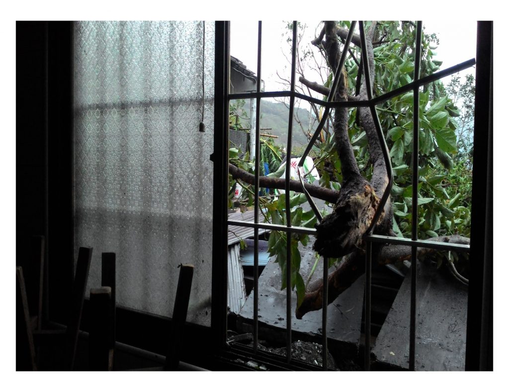 險些傷及楊維楊父親，刺穿玻璃而入的倒樹。／圖片提供：楊維洋