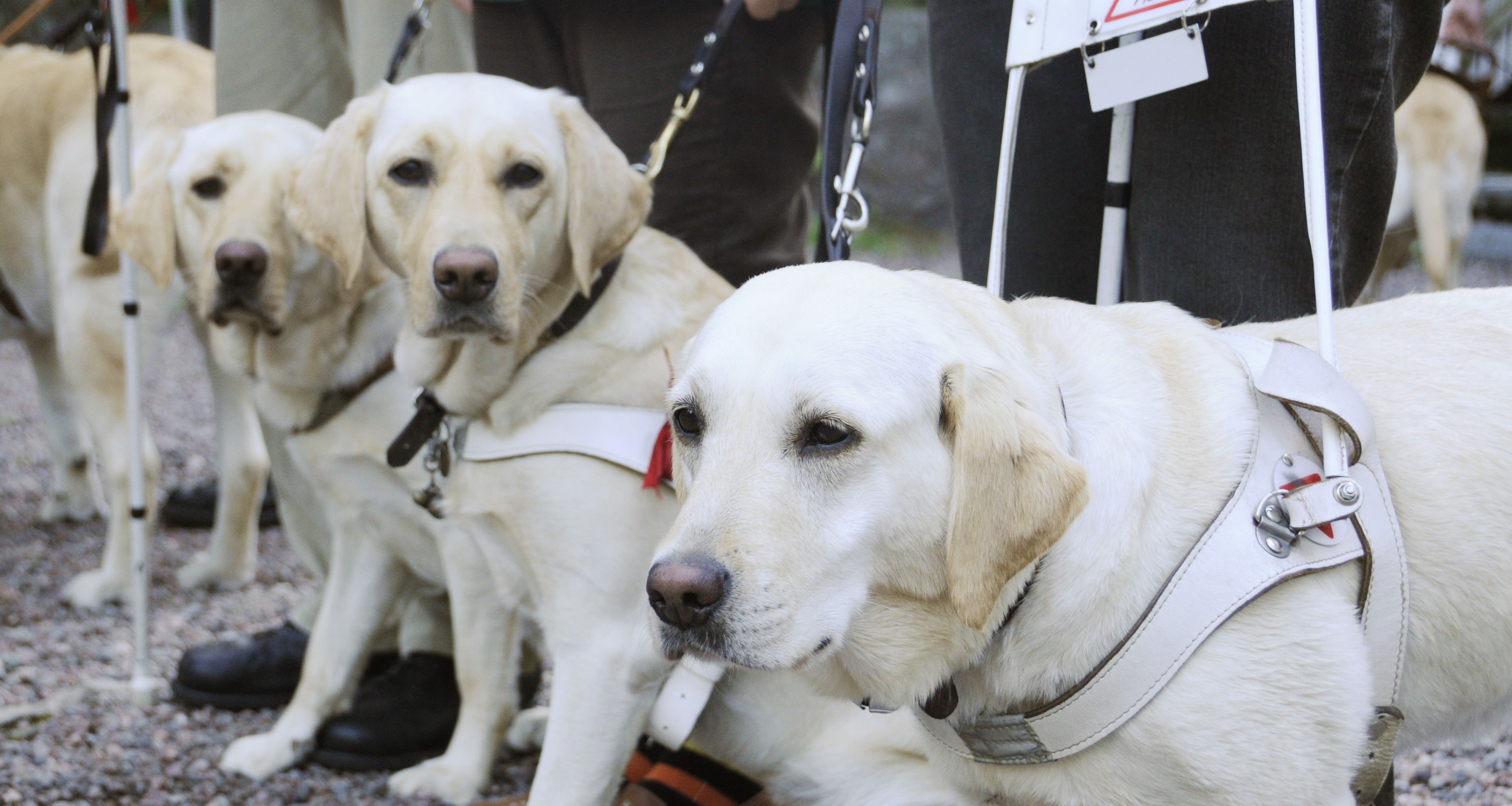 你只認識導盲犬 其實還有 導聾犬 肢體障礙犬 Npost 公益交流站